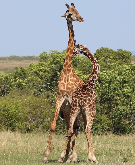 spielerischer Kampf zweier Masai Giraffen