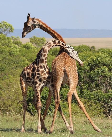 spielerischer Kampf zweier Masai Giraffen