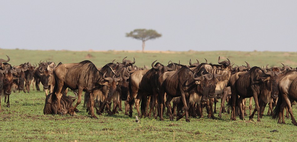 Migration in dr Masai Mara
