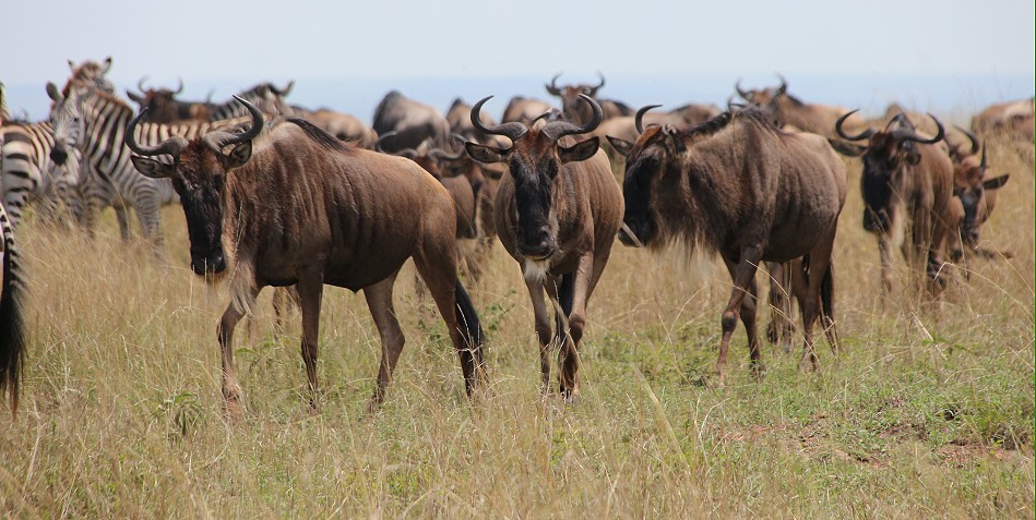 Gnus, Migration, Masai Mara