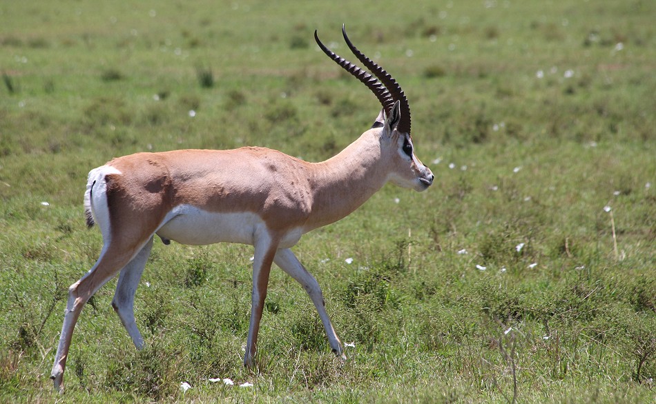 Grantgazelle in der Masai Mara