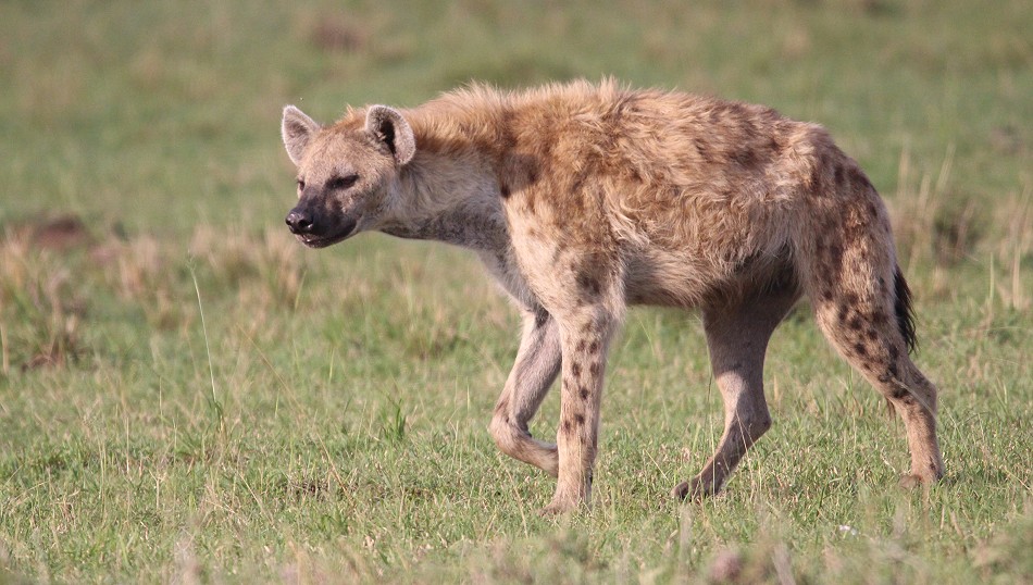 Tüpfelhyäne verfolgt Leopardin