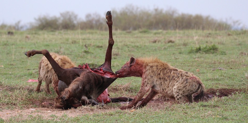 Tüpfelhyänen haben Gnu gerissen
