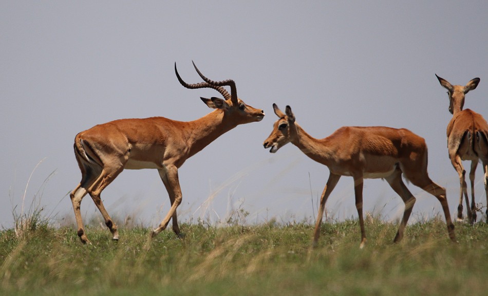 Impalas in der Masai Mara