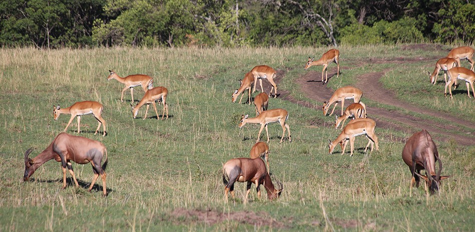 Impala Antilopen