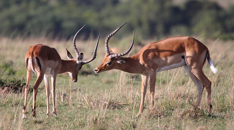 Impala Antilopen