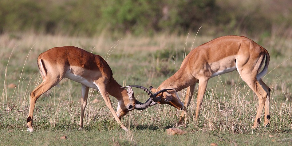 Impala Antilopen