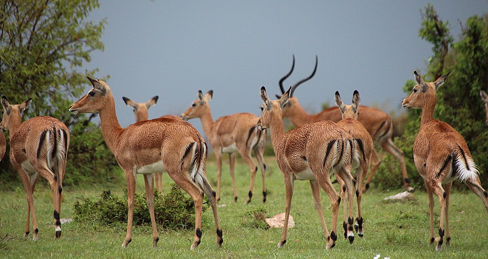 Impalas im Regen der Masai Mara