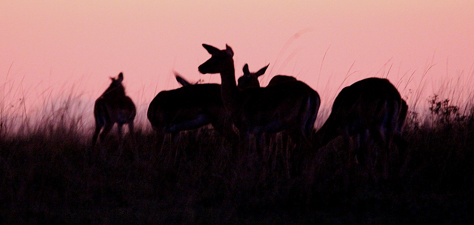 Impalas vor Sonnenaufgang in der Masai Mara