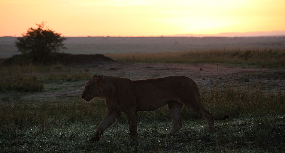 Löwe im Sonnenaufgang neben dem Mara Bush Camp