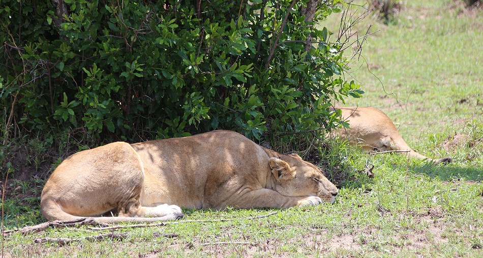 Rongai Löwen Rudel