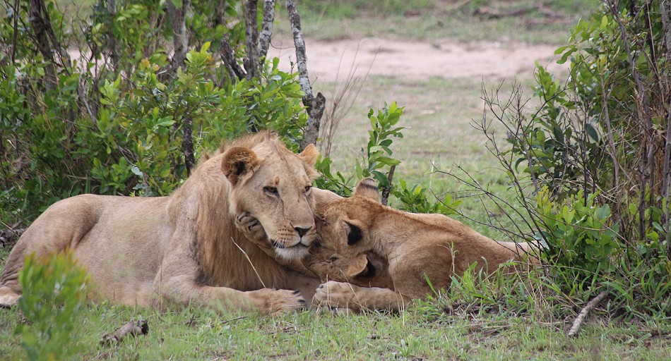 Rongai Löwen Rudel