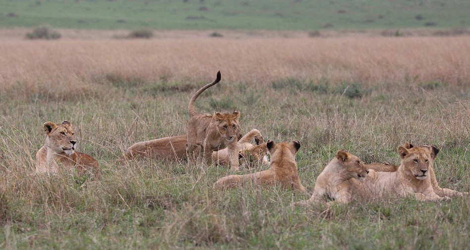 Rongai Löwen Rudel