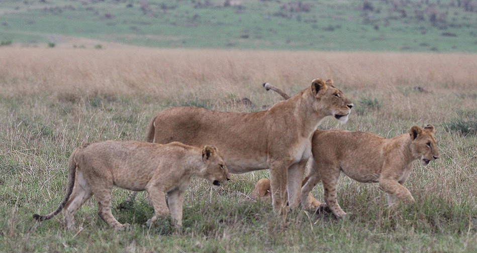 Rongai Löwen Rudel