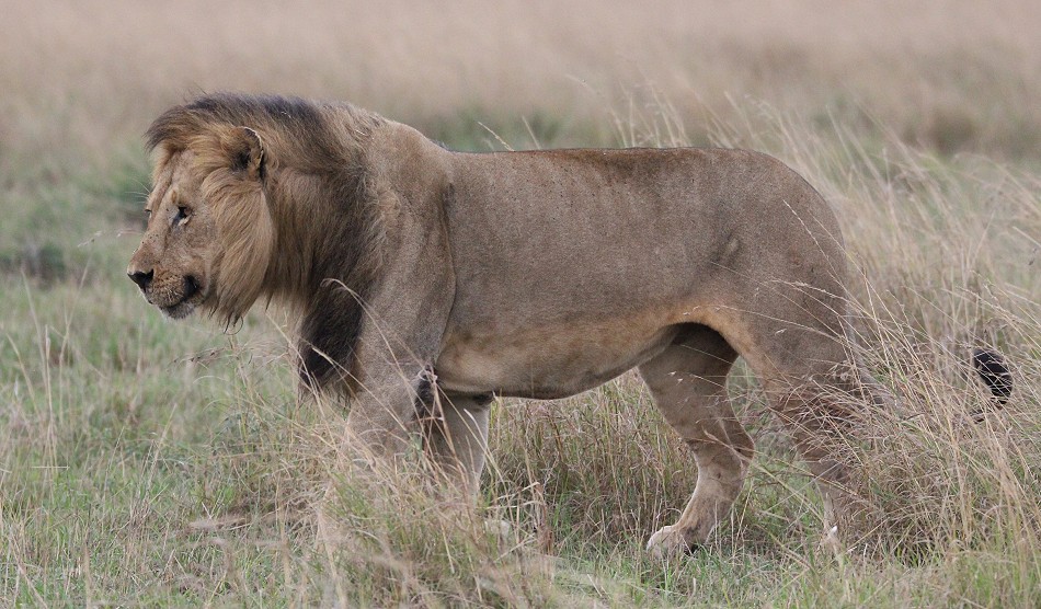 Rongai Löwen Rudel