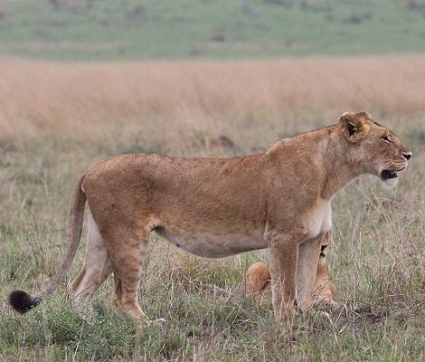 Rongai Löwen Rudel