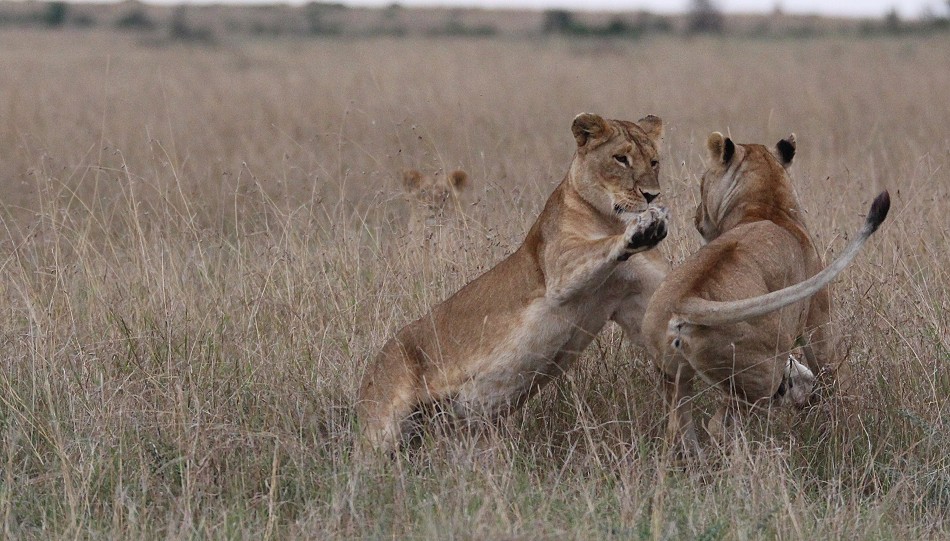 Rongai Löwen Rudel