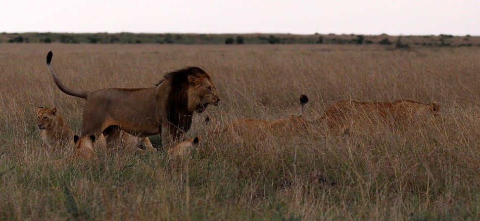 Lornkulup beim Rongai Löwen Rudel