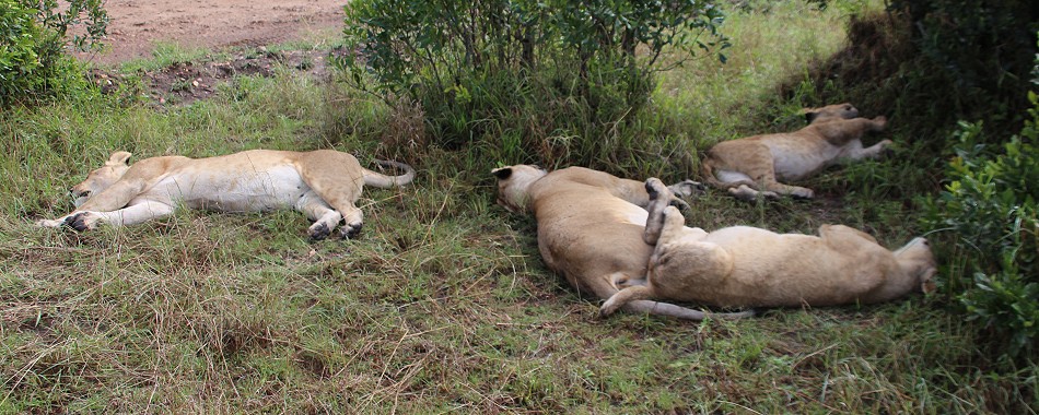 Rongai Löwen Rudel
