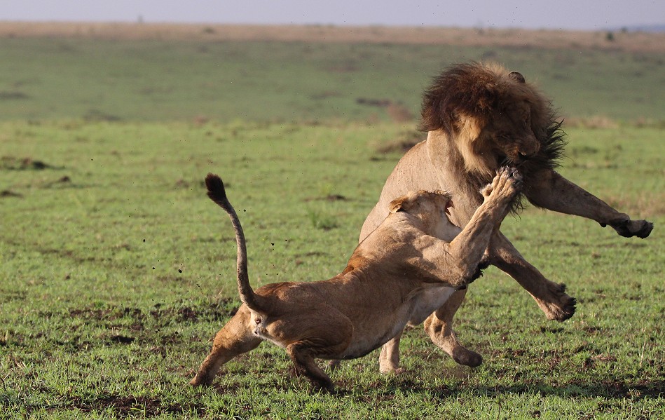 Lorkulup contra Weibchen vom Rongai Rudel