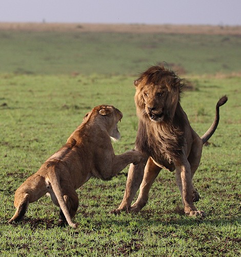Lorkulup contra Weibchen vom Rongai Rudel