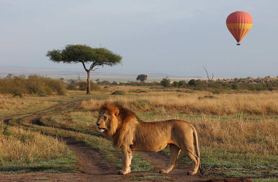 Rongai Löwen Rudel