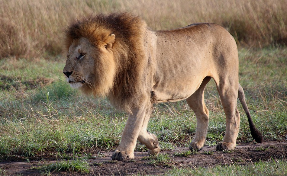 Rongai Löwen Rudel