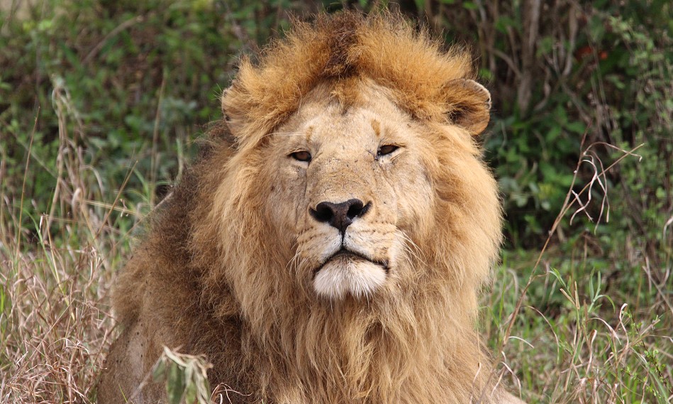 Rongai Löwen Rudel