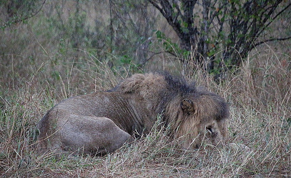 Rongai Löwen im Regen