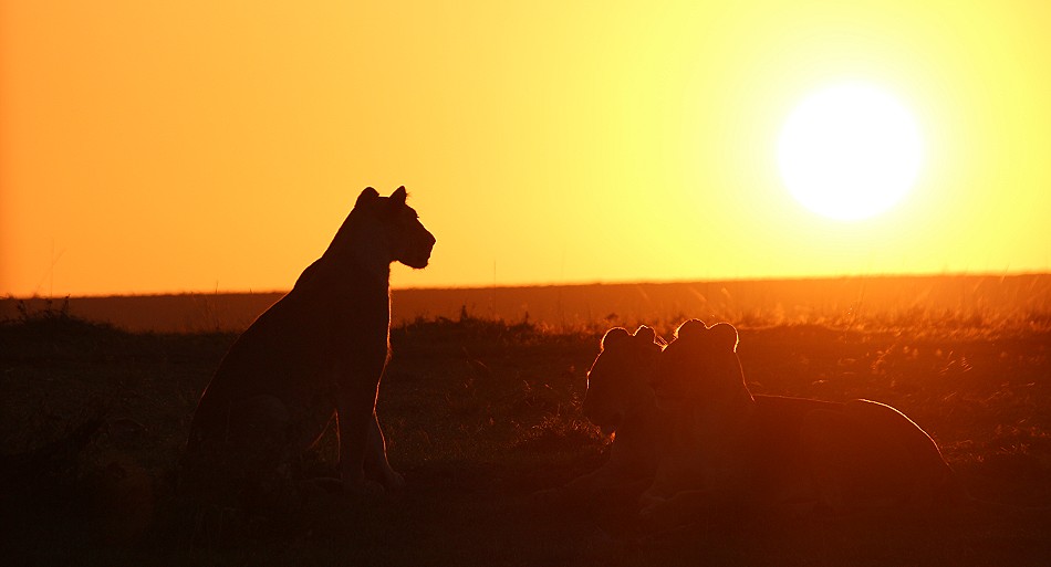 Löwen im Sonnenaufgang