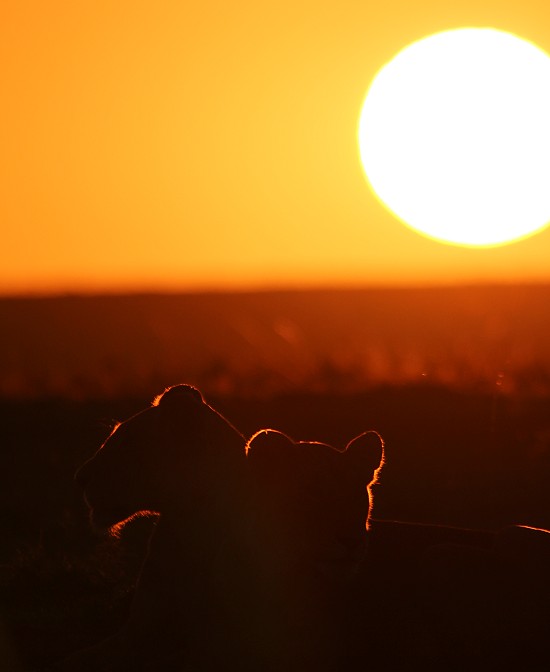 Löwen im Sonnenaufgang