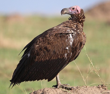 Ohrengeier in der Masai Mara