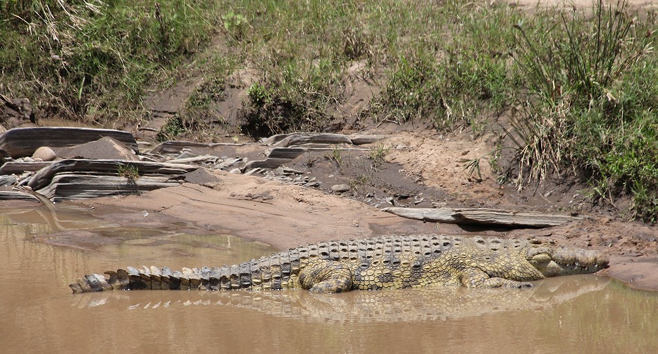 Nilkrokodil im Ol Are Orok