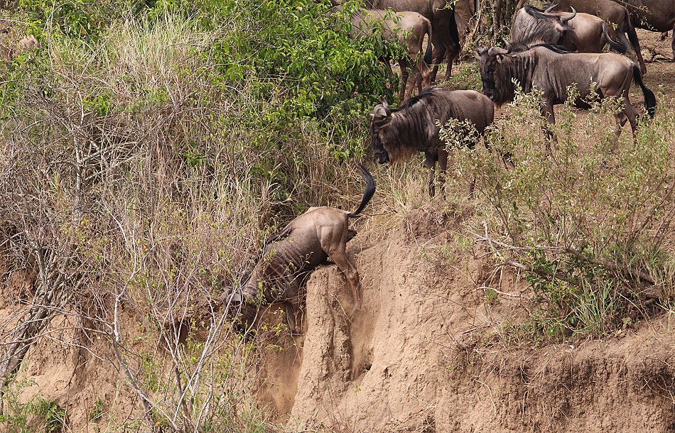 Gnu Crossing, Mara River