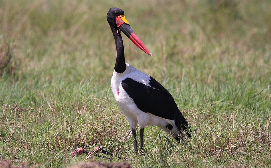 Sattelstorch in der MASAI MARA