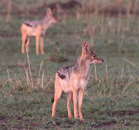 jagende Schabrackenschakale in der Masai Mara
