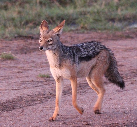 jagende Schabrackenschakale in der Masai Mara
