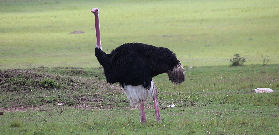 Masai Strauß