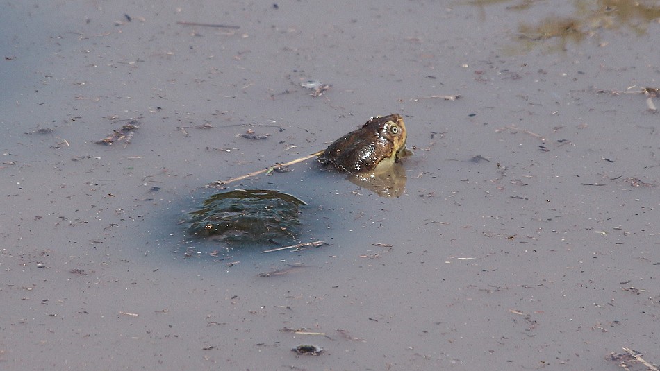 Sumpfschildkröte