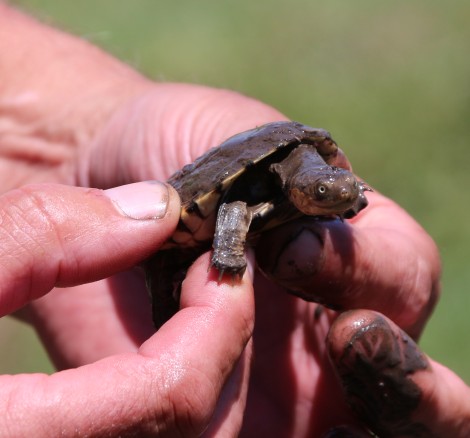 Sumpfschildkröte in der Masai Mara