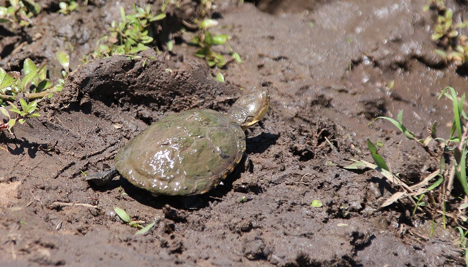Sumpfschildkröte in der Masai Mara