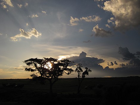 auf Leoparden Pirsch in der Masai Mara
