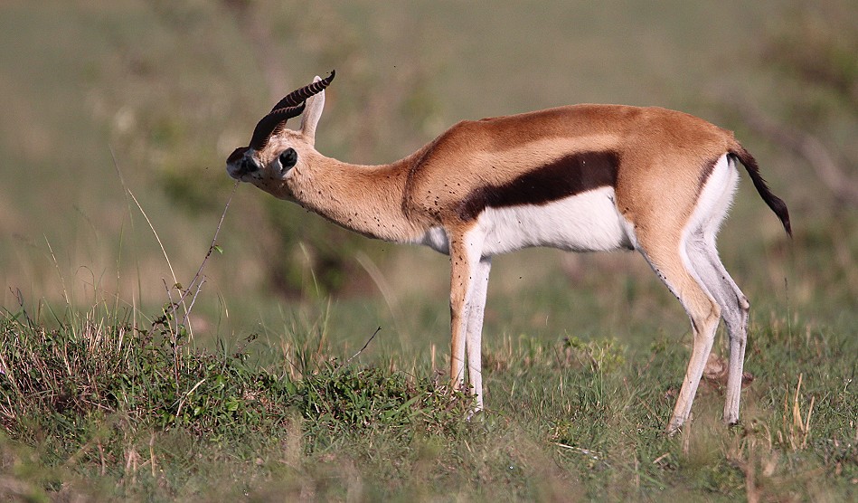Thomson Gazelle