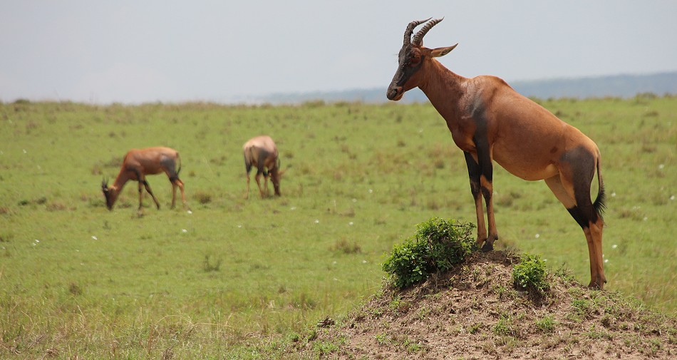 aufmerksame Topi Antilope