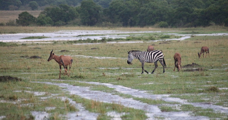 Unwetter in der Masai Mara