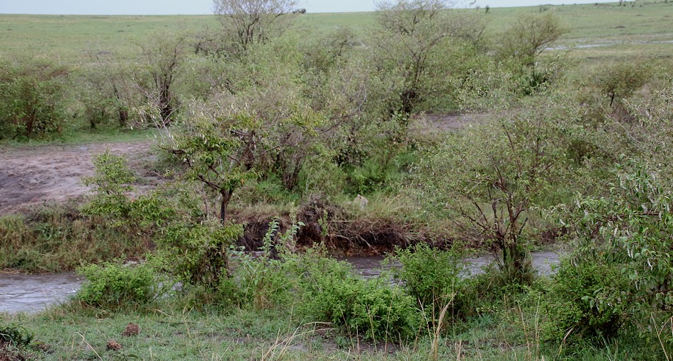 Leopard kehrt zur Beute zurück, Faulu