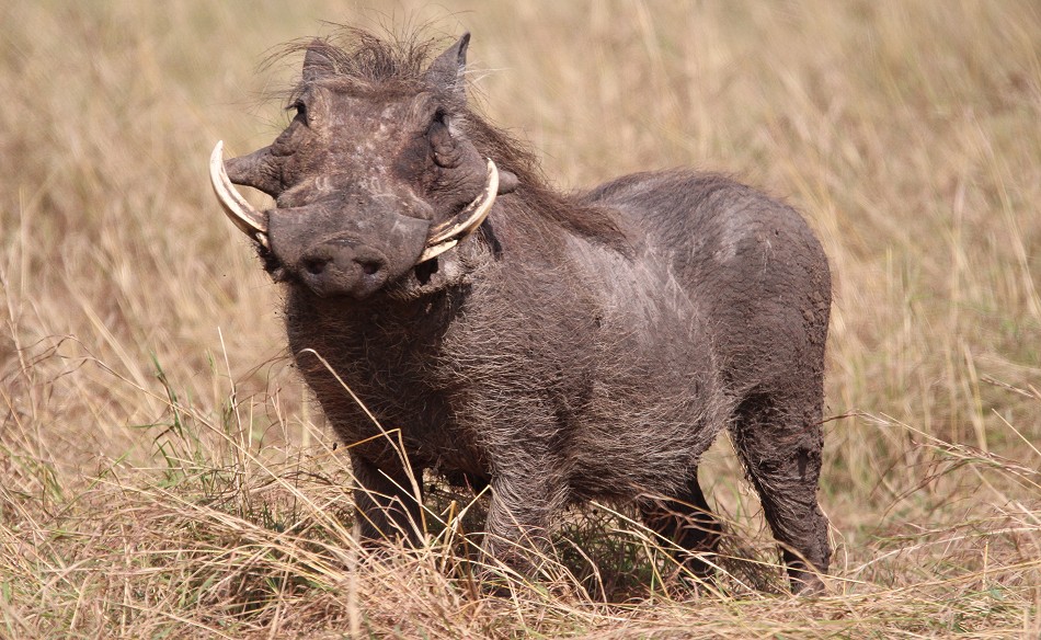 neugieriger Warzenschweinkeiler