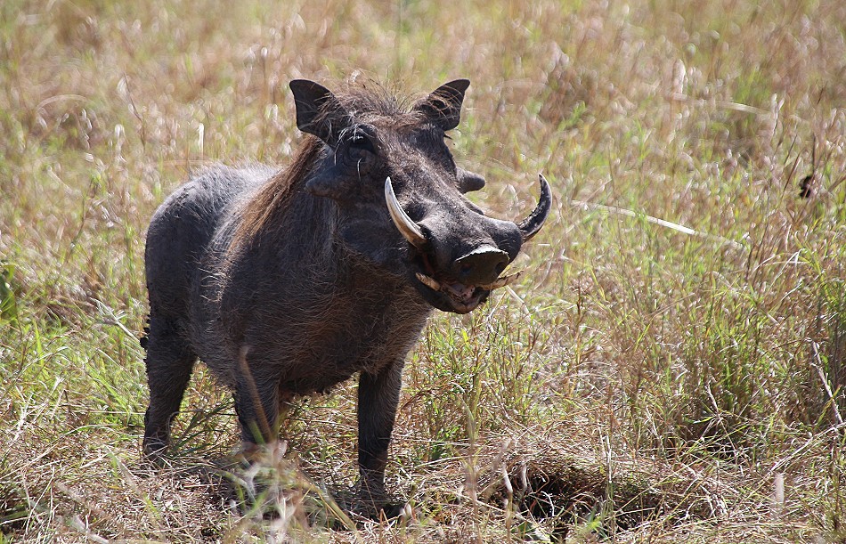 neugieriger Warzenschweinkeiler