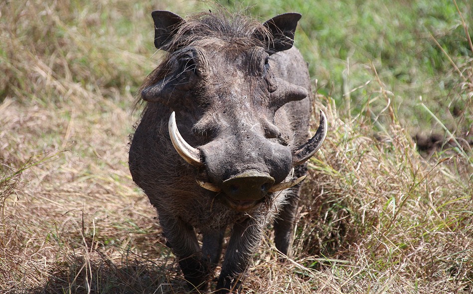 neugieriger Warzenschweinkeiler