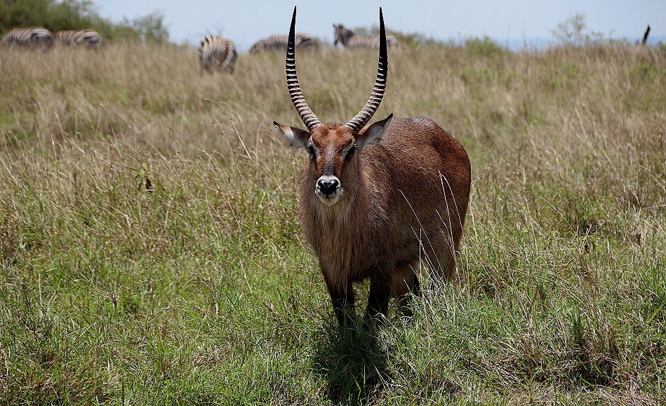 Wasserbock
